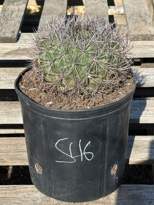 Gymnocalycium saglionis | Giant Chin Cactus S46