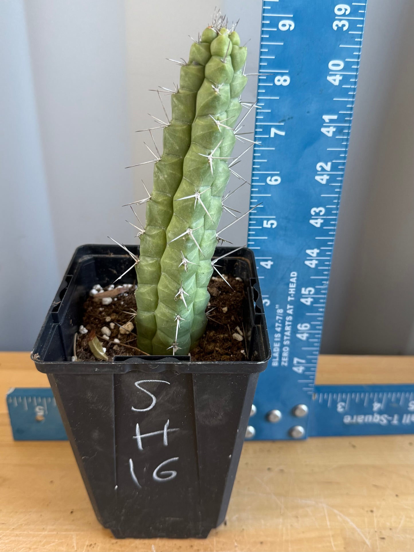 4-inch Rauhocereus riosaniensis SH16 | Rauhocereus riosaniensis ssp. jaenensis
