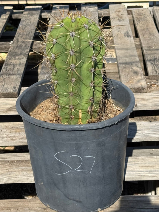 Echinopsis terscheckii S27