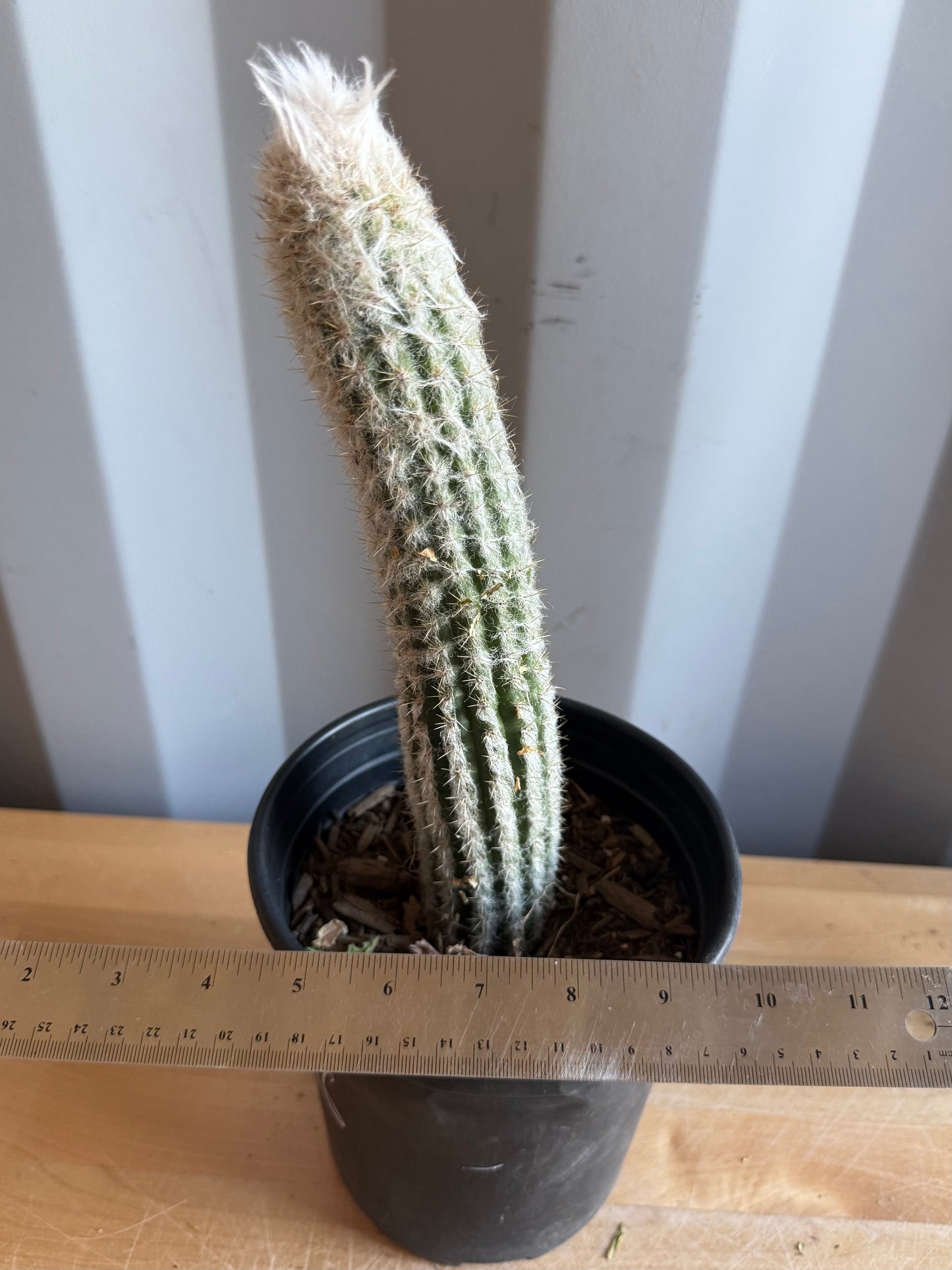 Old Man of the Andes | Oreocereus doelzianus S46