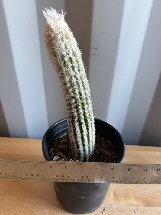 Old Man of the Andes | Oreocereus doelzianus S46