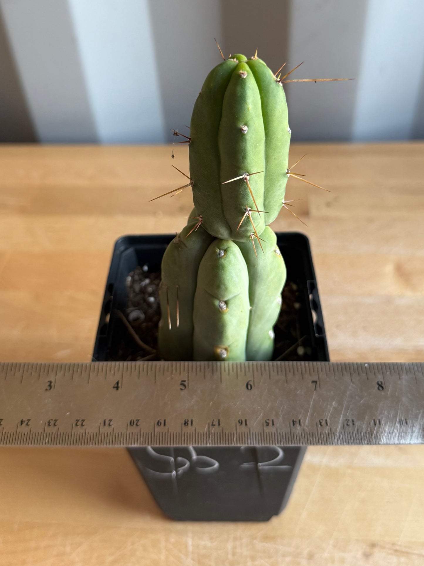 4-inch Landscape Monstrose Cactus S52