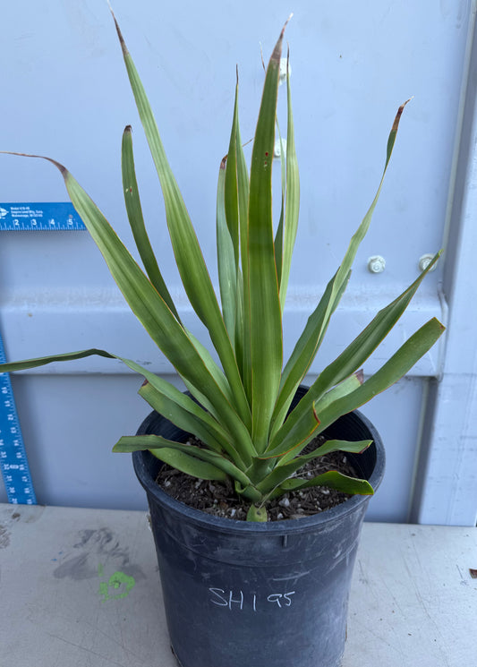 5 Gallon Dragon Tree SH195 | Dracaena draco