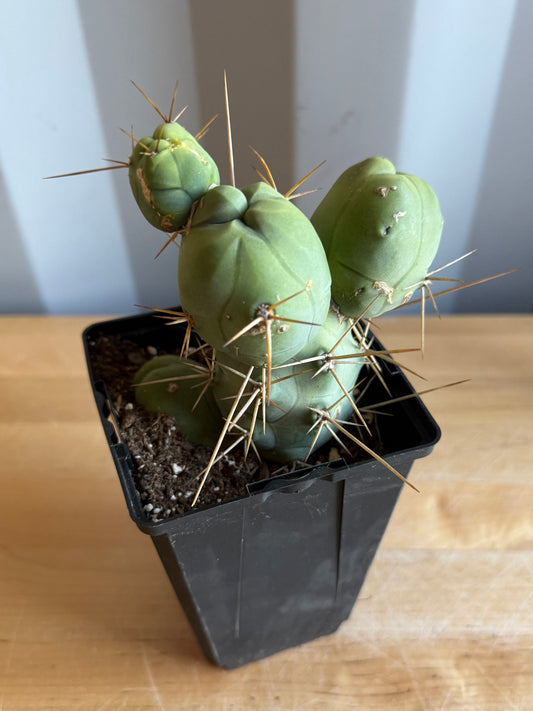 4-inch Monstrose Cactus S28