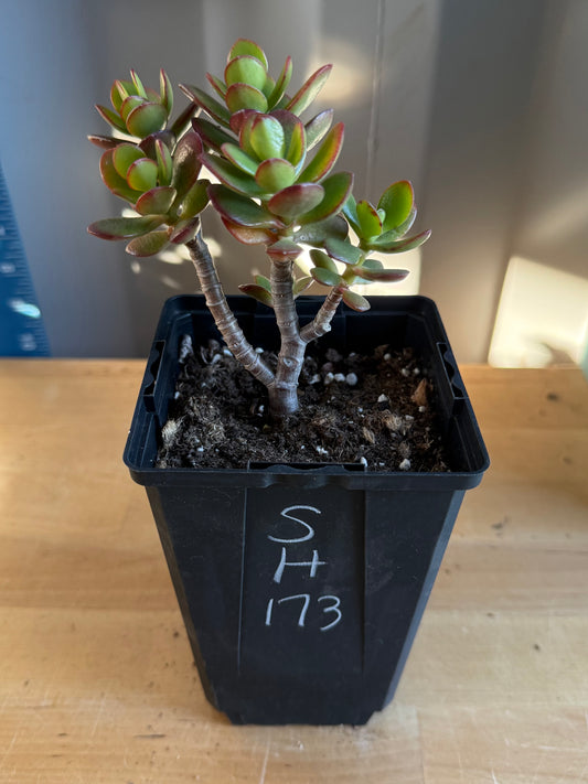 Lemon Lime Jade SH173 | Crassula ovata 'Lemon & Lime'