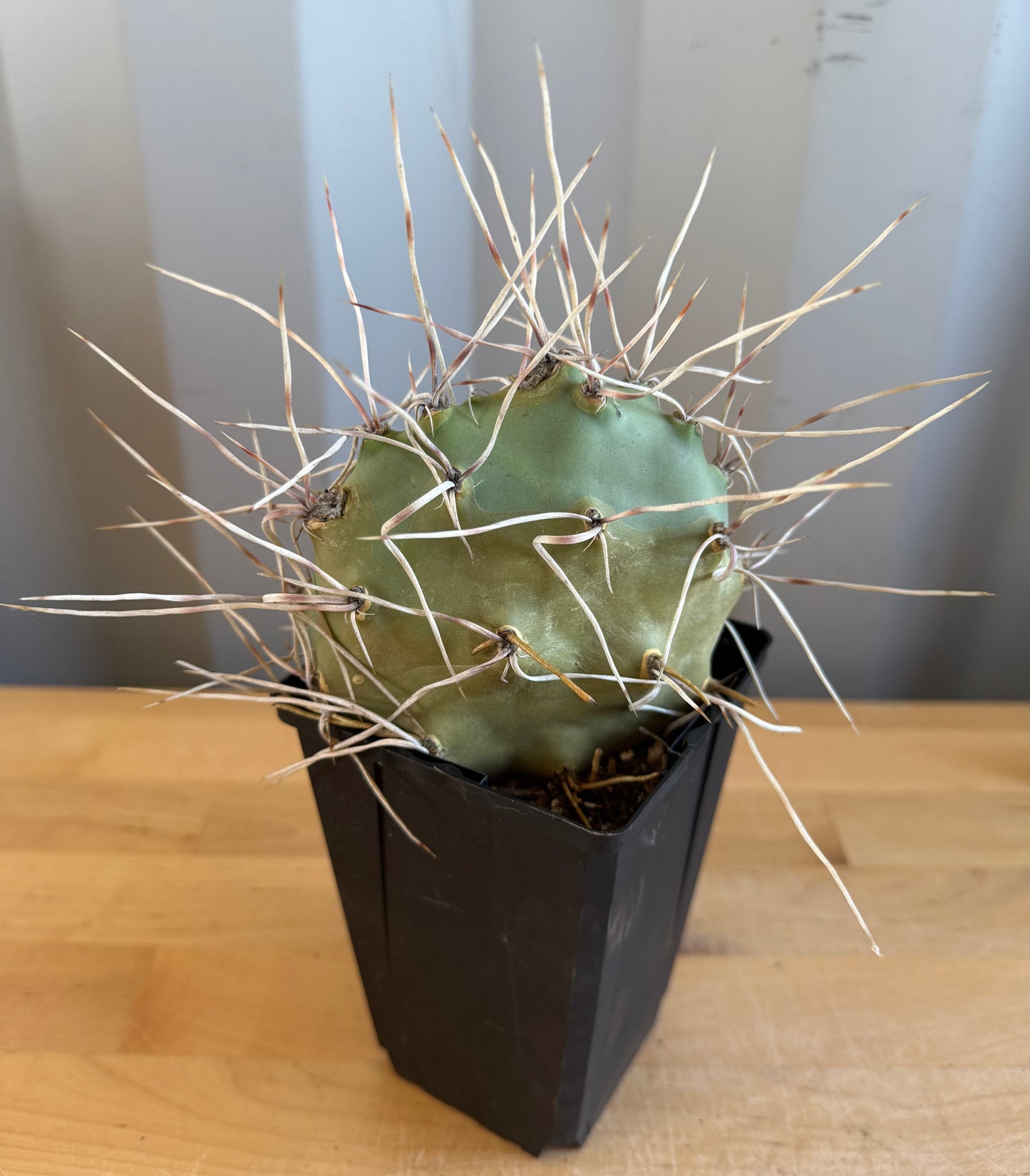 Opuntia sulphurea' SH23 | Sulphur Prickly Pear