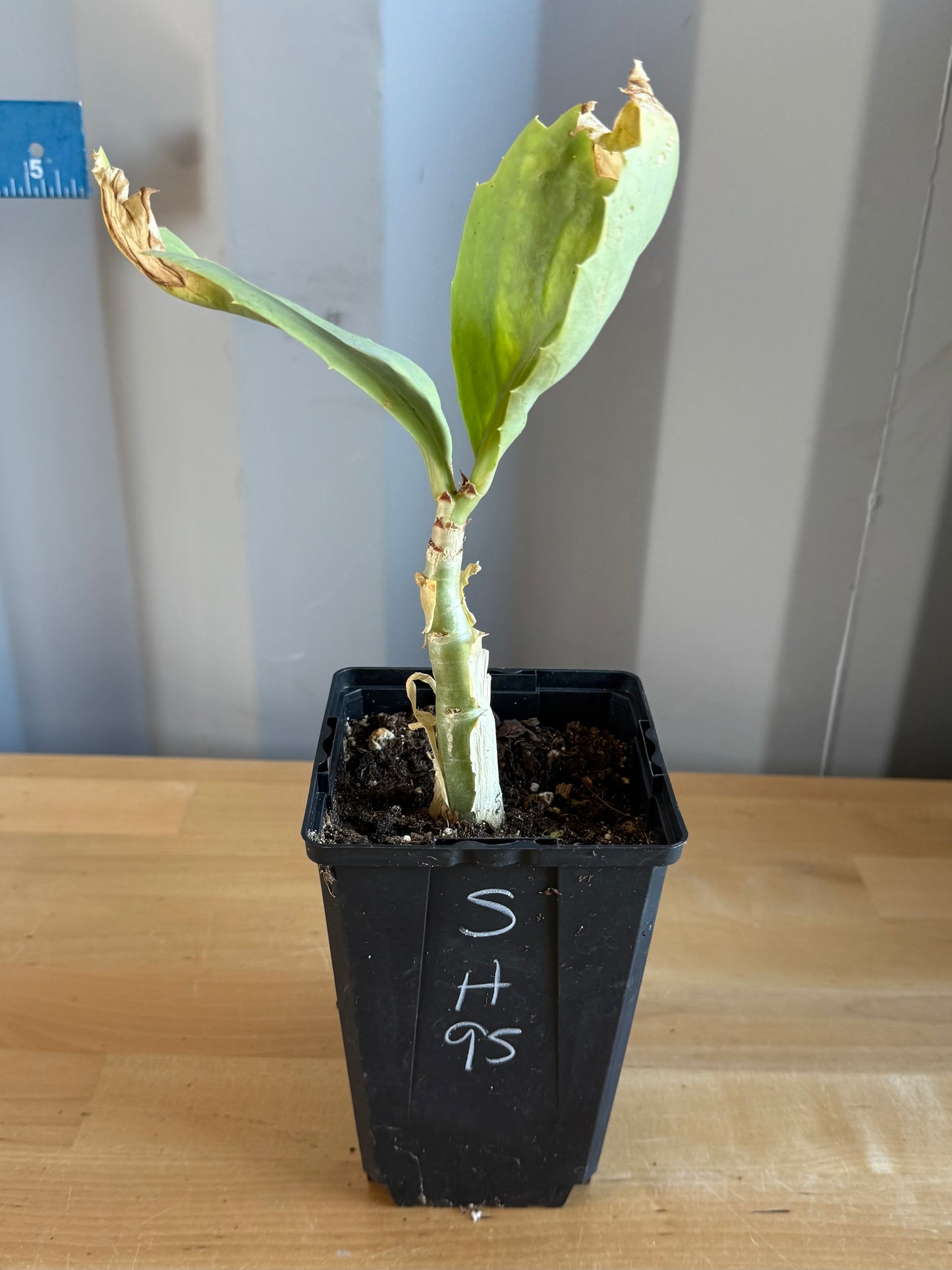 4-inch Cyphostemma cirrhosum SH95