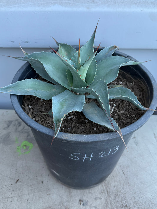 Whale's Tongue Agave SH213 | Agave ovatifolia