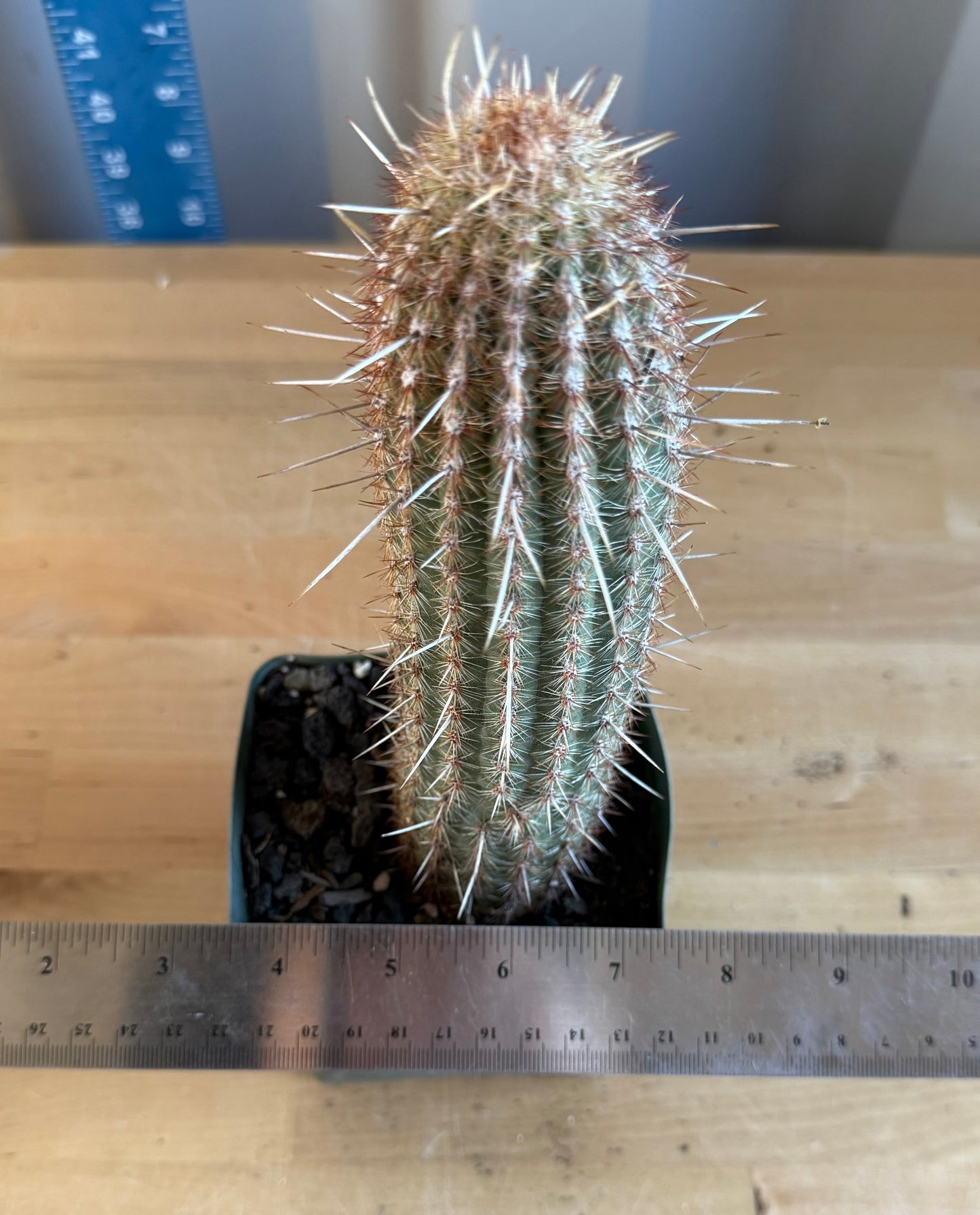 Pilosocereus gounellei SH140