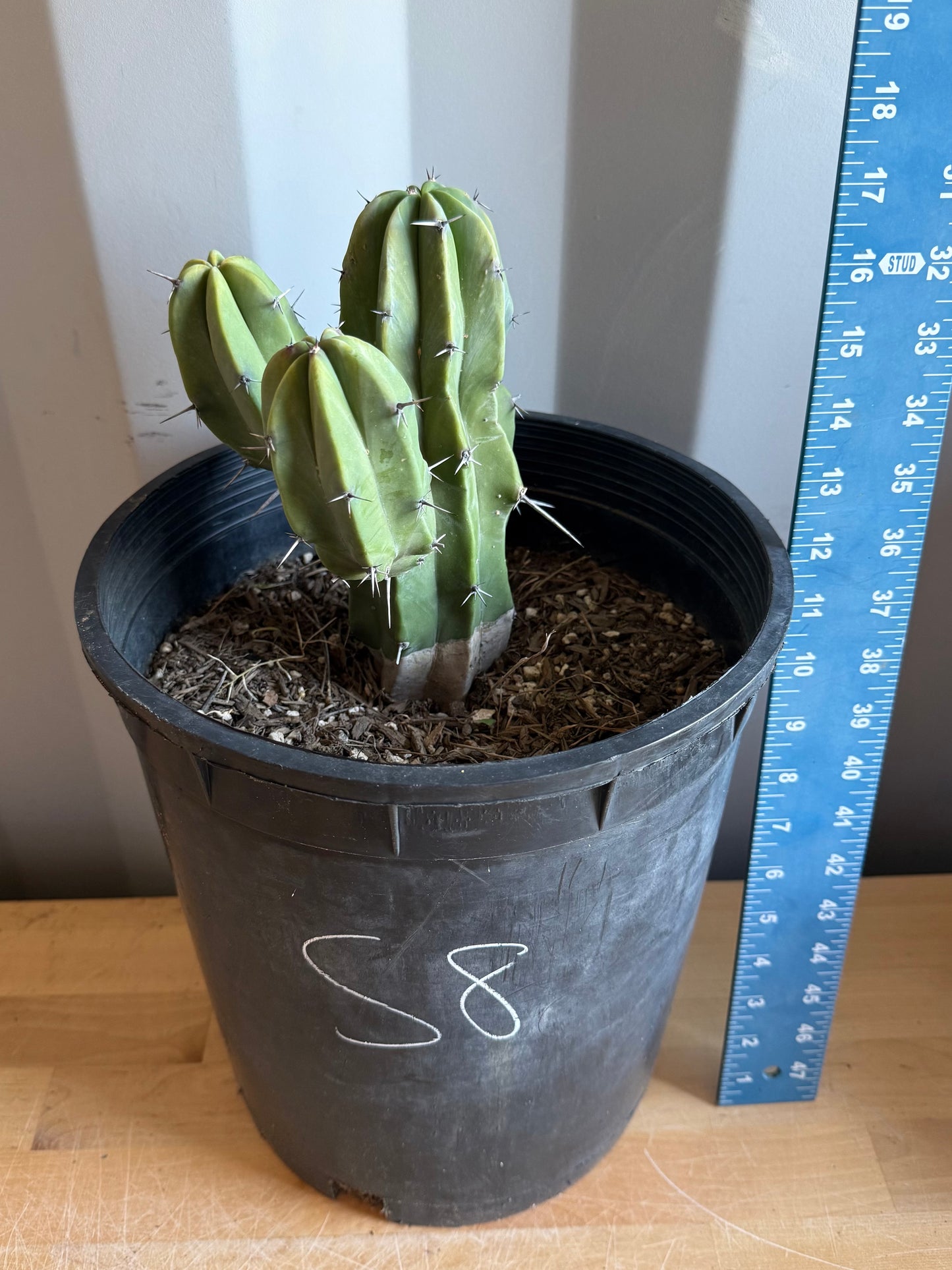 Myrtillocactus geometrizans S8