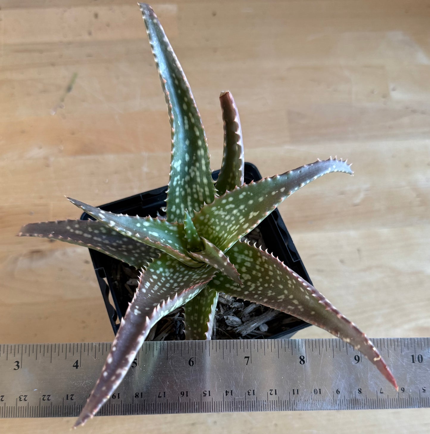 Aloe 'Cynthia Giddy' SH129