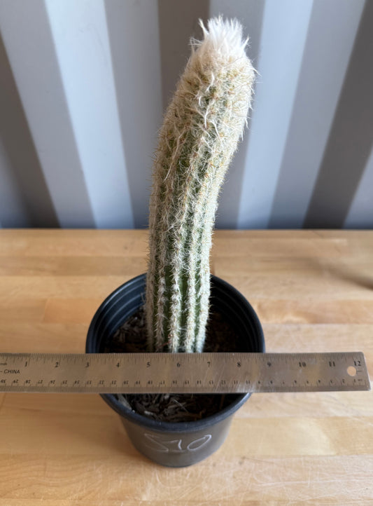 Old Man of the Andes | Oreocereus doelzianus S10