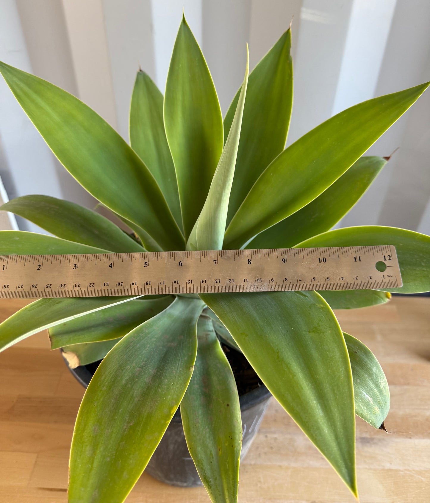 Foxtail Agave SH43 | Agave attenuata