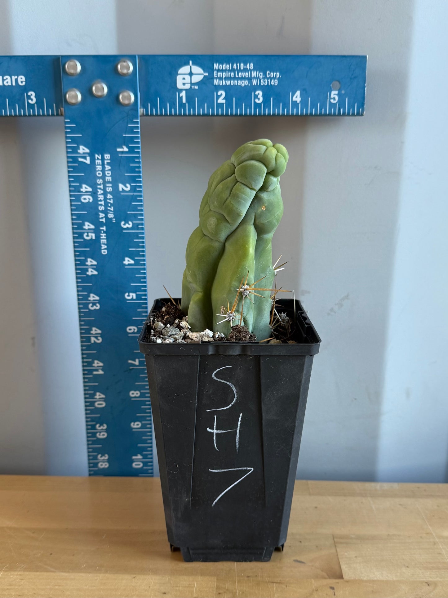 Bruce’s Dragon Cactus SH7