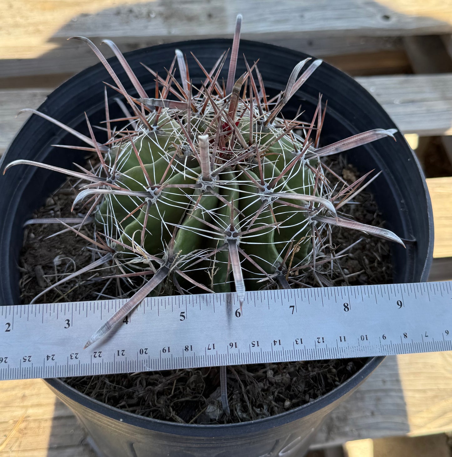 Ferocactus herrerae | Twisted Barrel Cactus S50