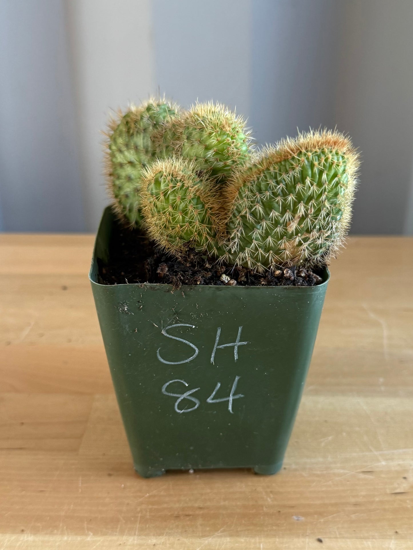 Crested Golden 'Rat Tail' Cactus | Cleistocactus winteri cristata SH84