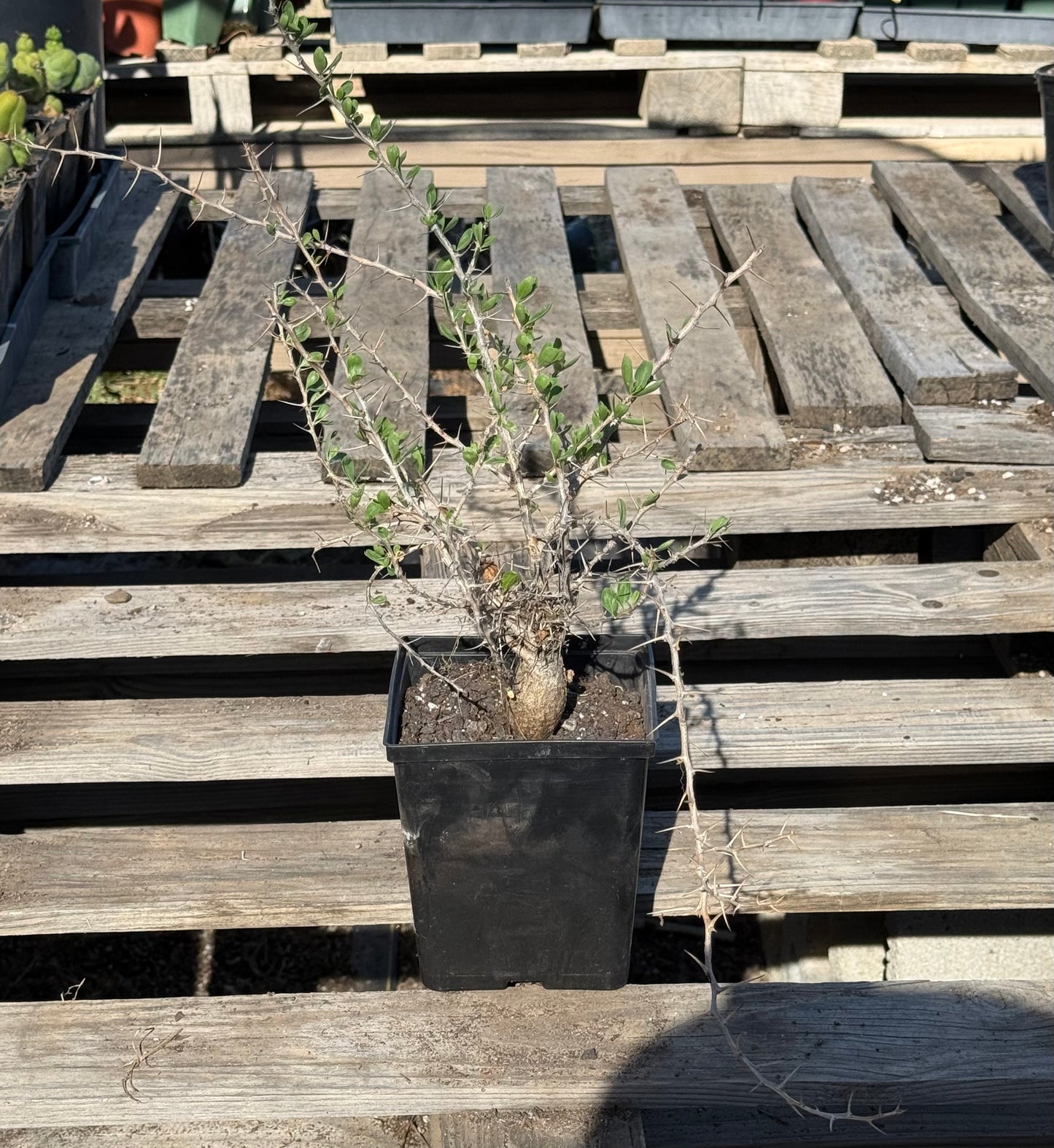 Boojum Tree S47 | Fouquieria columnaris
