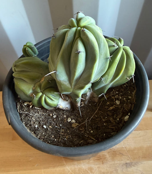 Myrtillocactus geometrizans ‘cristata’ Large Form S2