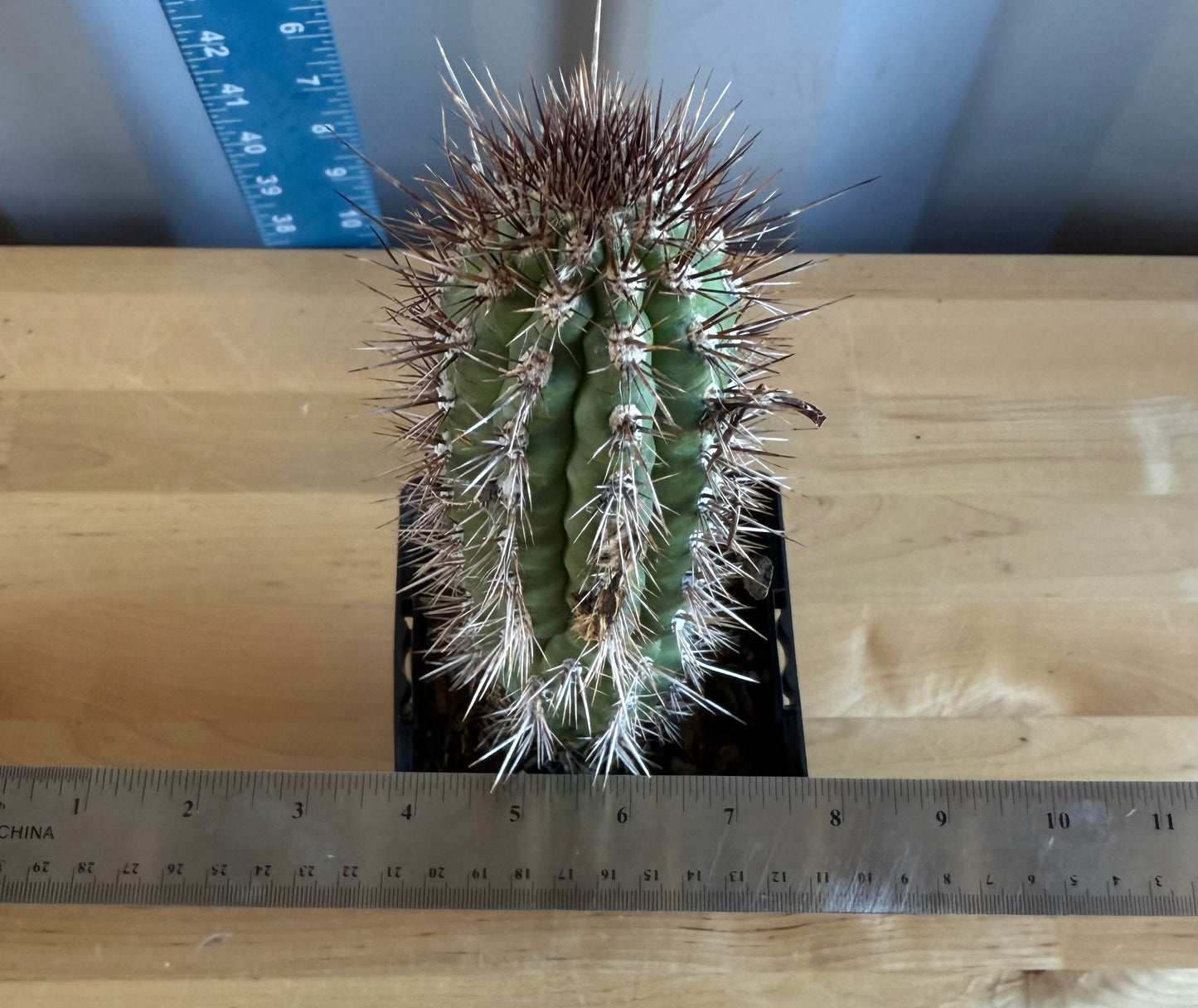 Cleistocactus fieldianus SH19