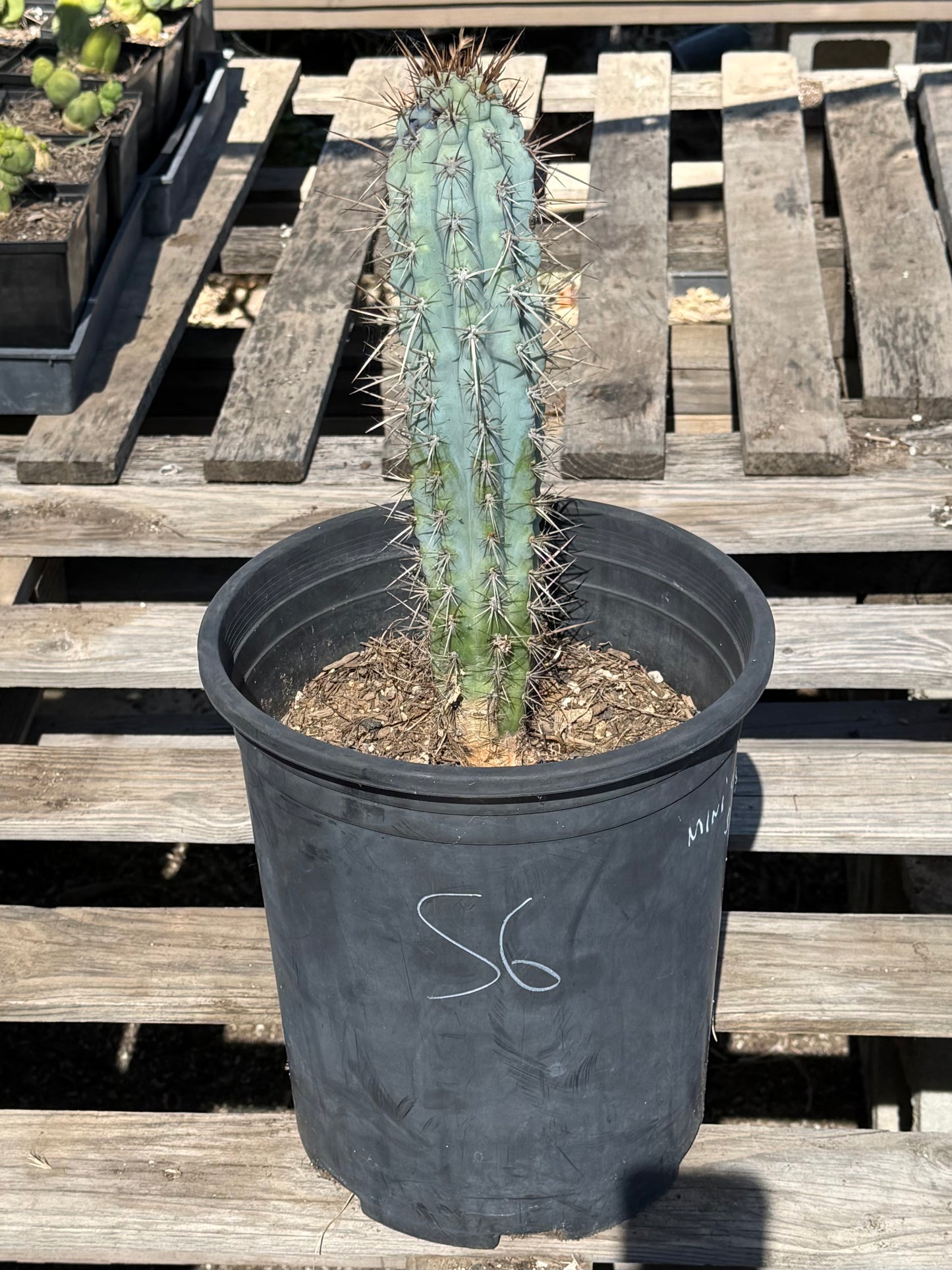 Browningia hertlingiana S6 | Blue Cereus