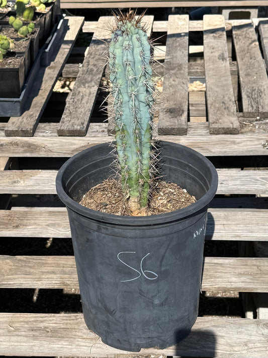 Browningia hertlingiana S6 | Blue Cereus