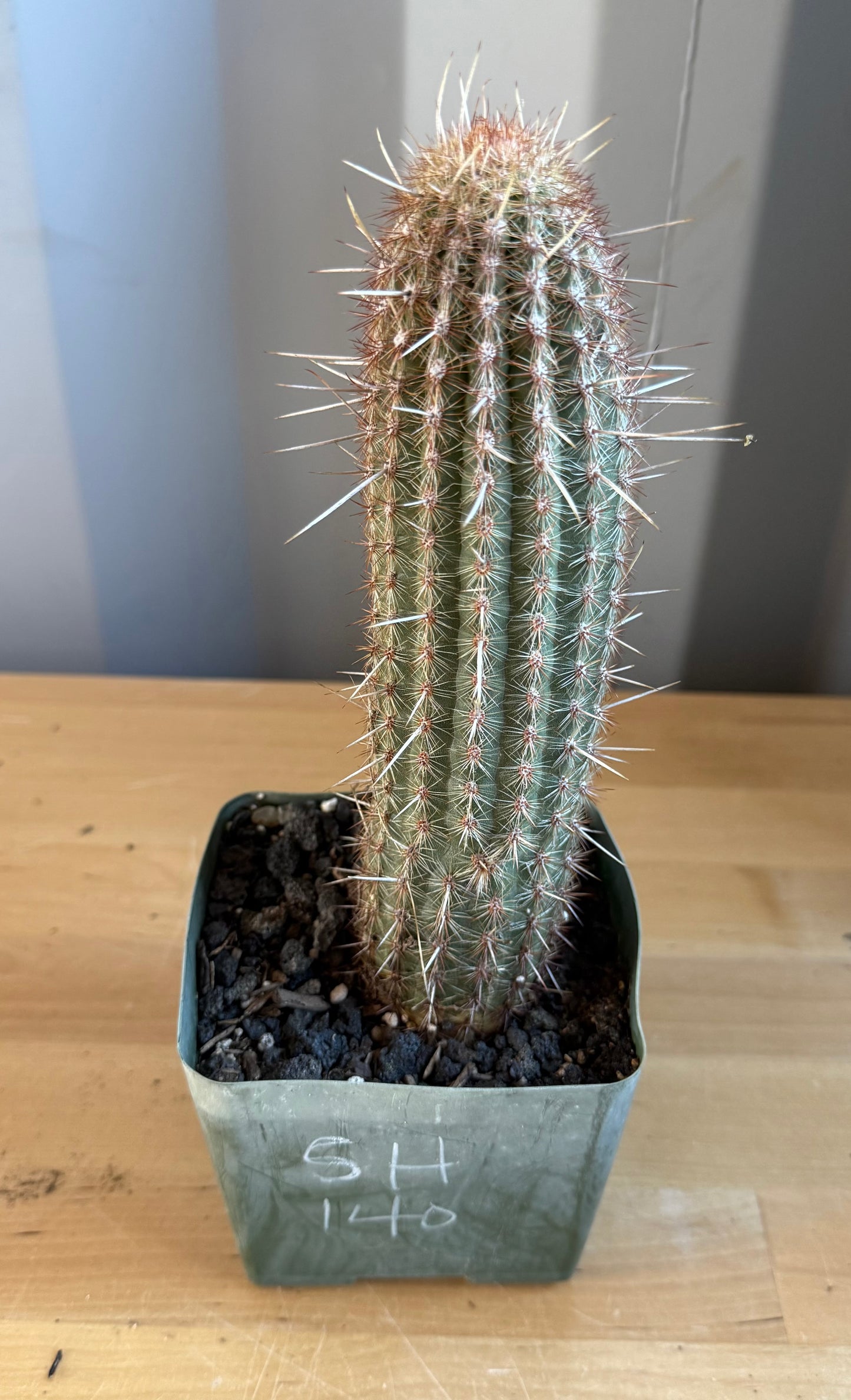 Pilosocereus gounellei SH140