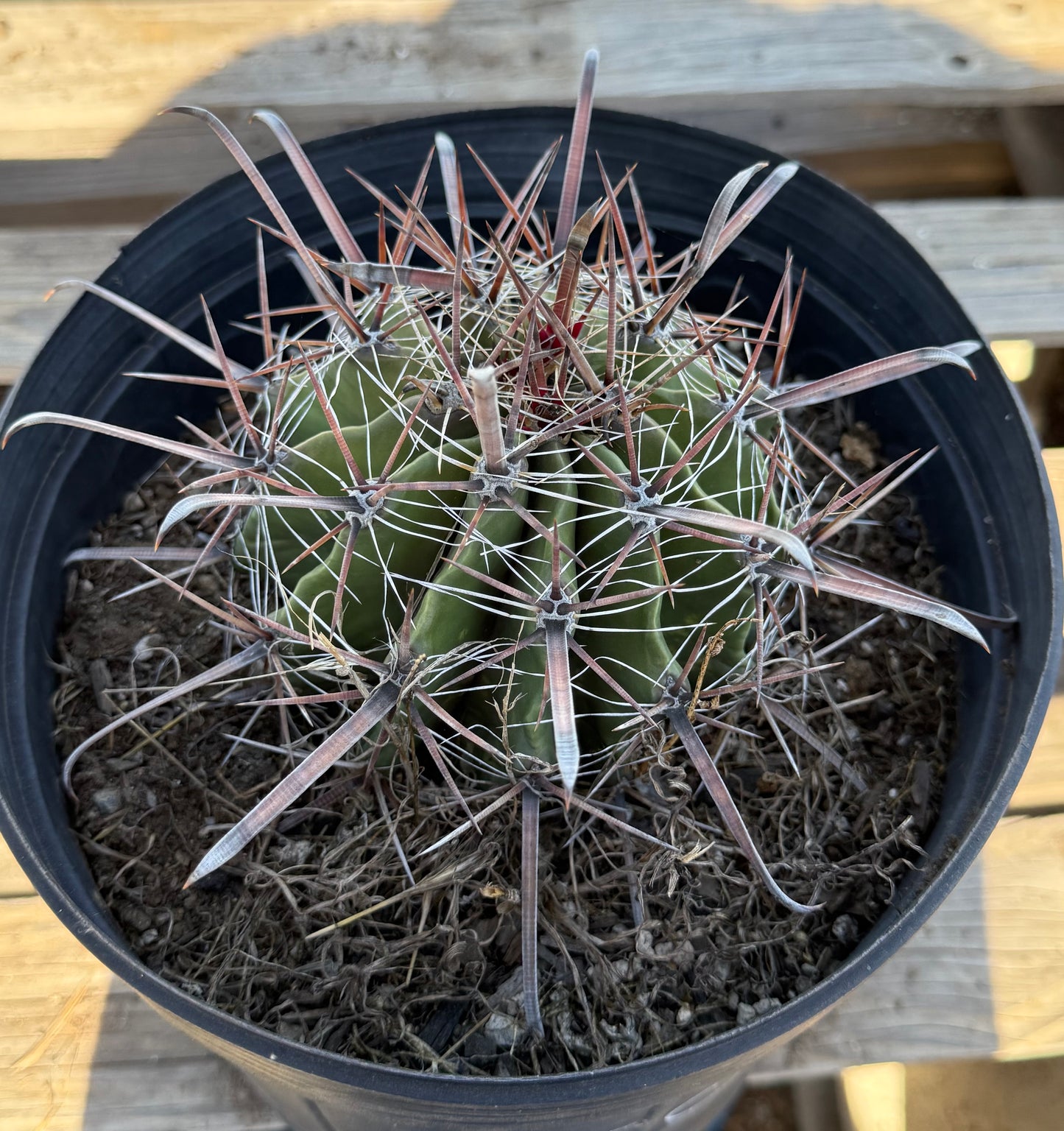 Ferocactus herrerae | Twisted Barrel Cactus S50