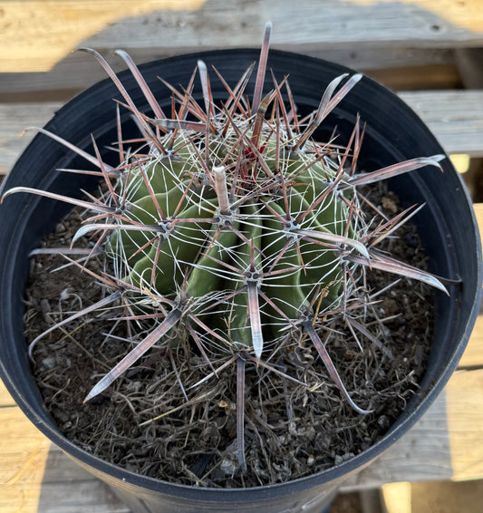 Ferocactus herrerae | Twisted Barrel Cactus S50