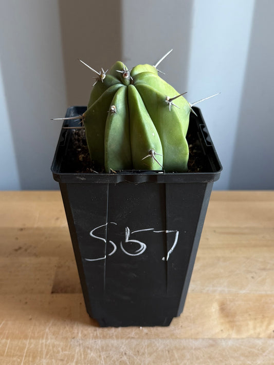 4-inch Myrtillocactus geometrizans S57