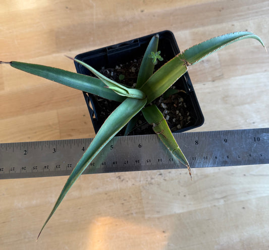 Agave bracteosa 'Mateo' SH174