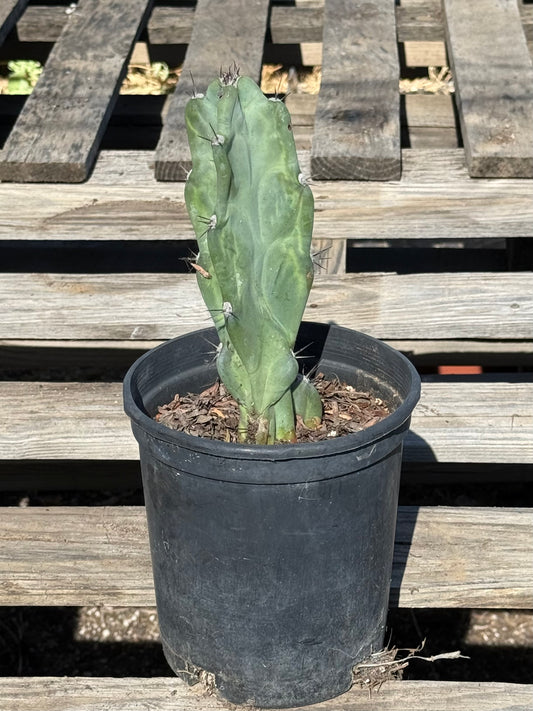 Cereus forbesii S21