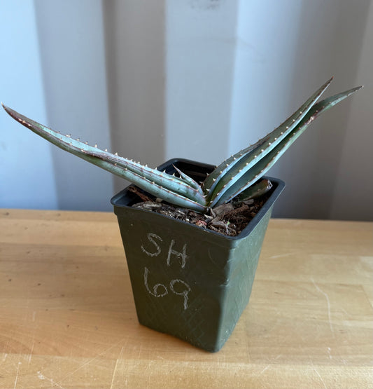 4-inch Mustache Aloe SH69 | Aloe suprafoliata