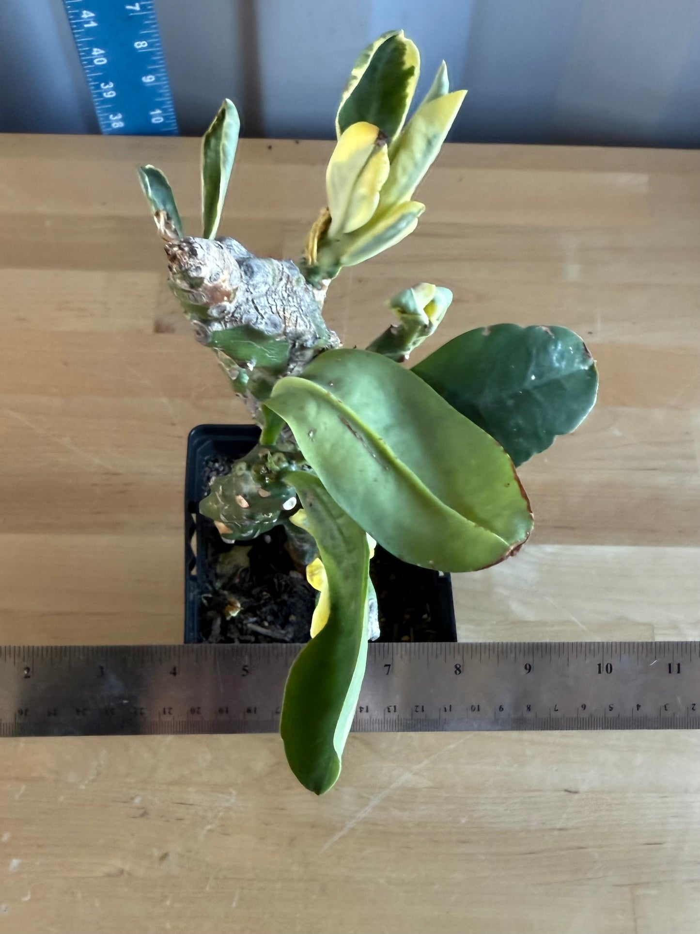 Euphorbia neriifolia variegata SH44 | Euphorbia Neriifolia Variegated