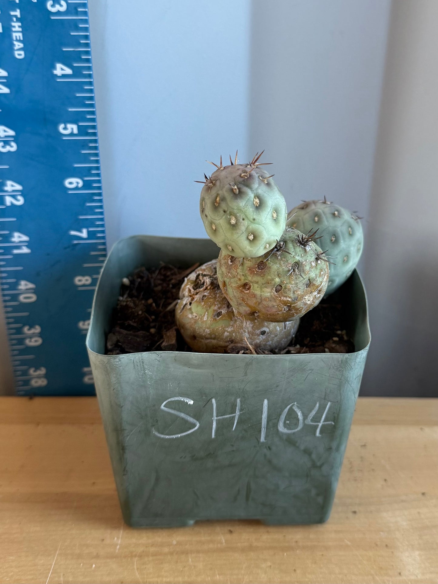 Tephrocactus Geometricus SH104