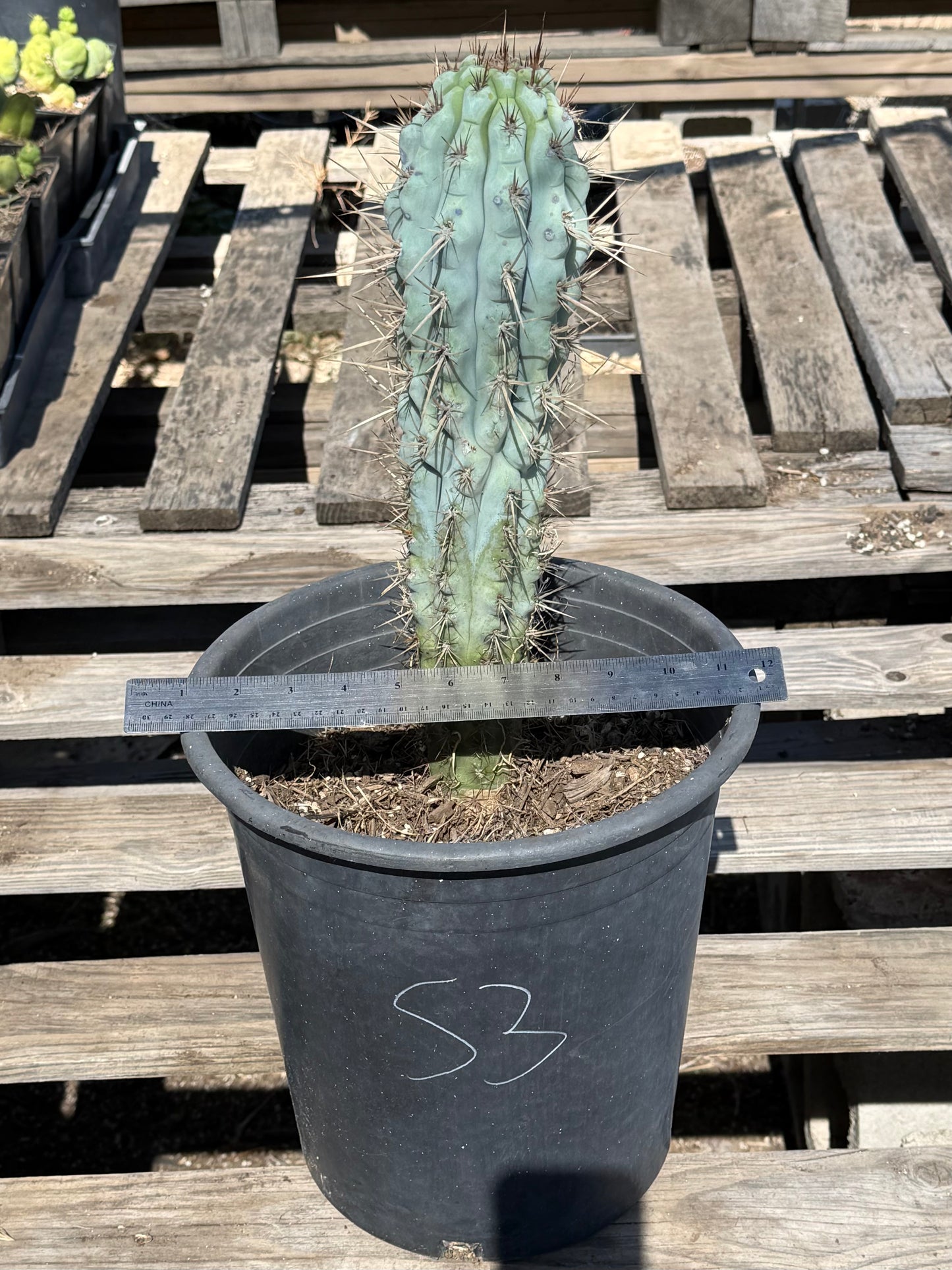 Browningia hertlingiana S3 | Blue Cereus