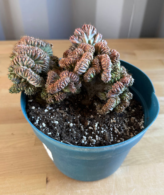Myrtillocactus geometrizans ‘cristata’ SH113