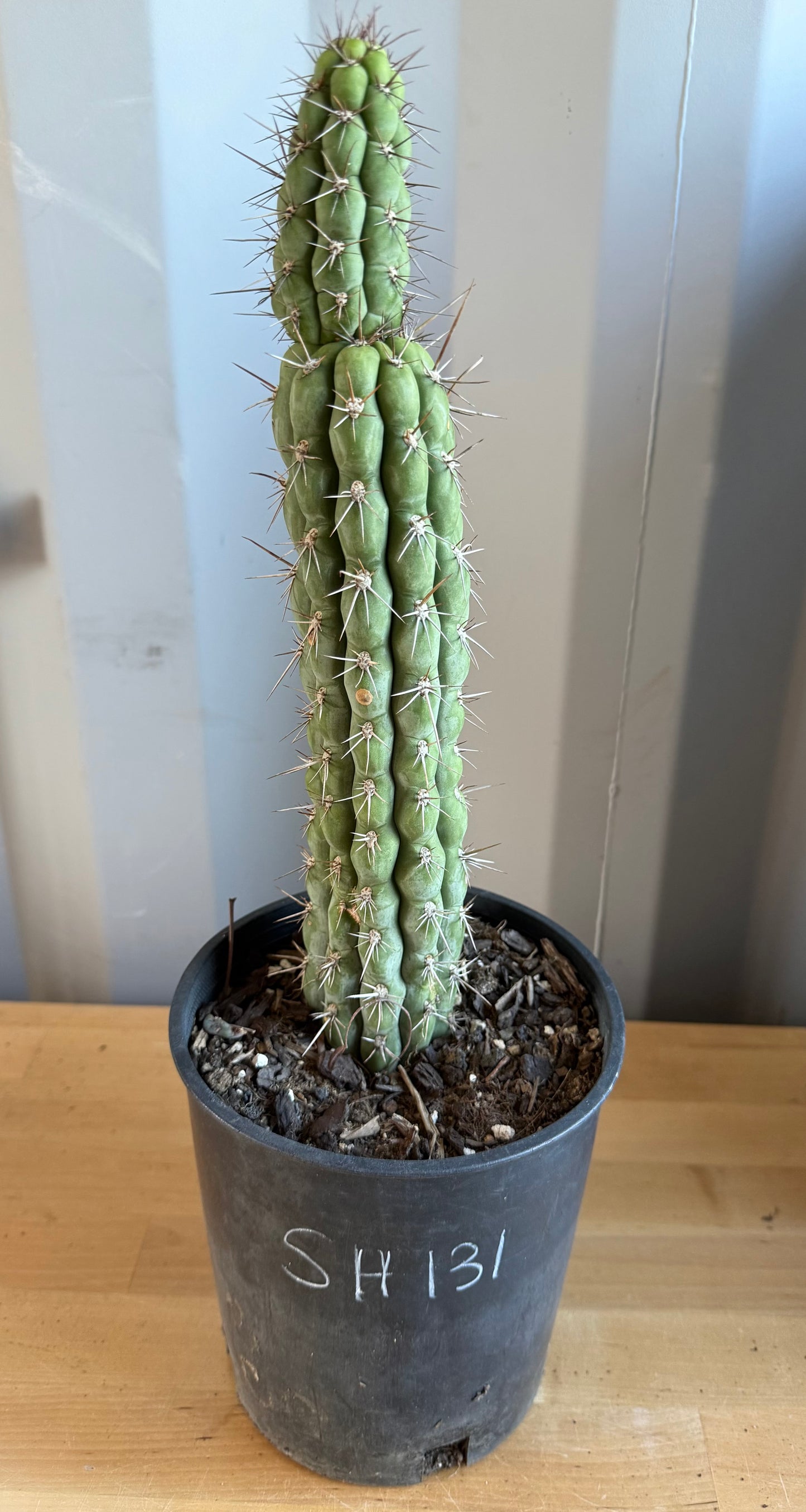 Trichocereus chiloensis SH131