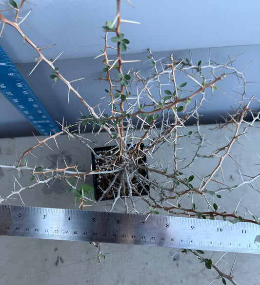 Boojum Tree SH188 | Fouquieria columnaris