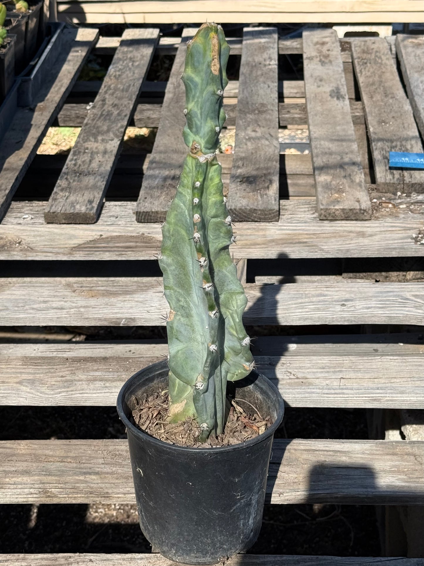 Cereus forbesii S22