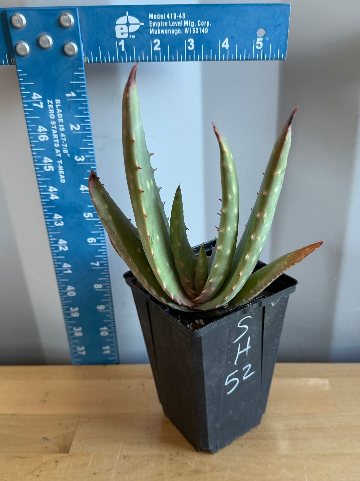 4-inch Aloe hybrid SH52 | Aloe marlothi x aloe striata