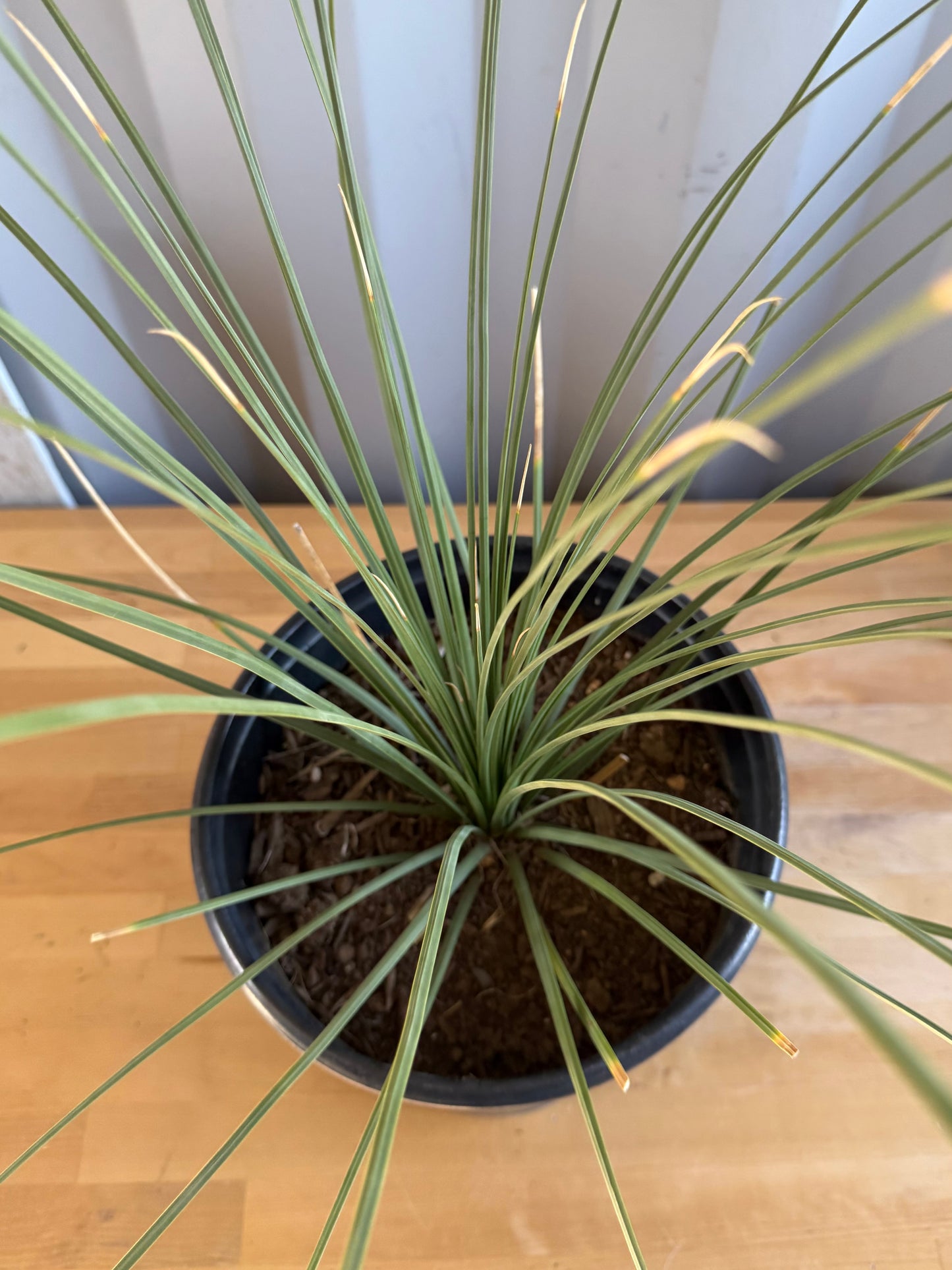 5gal Mexican Grass SH39 | Dasylirion longissimum