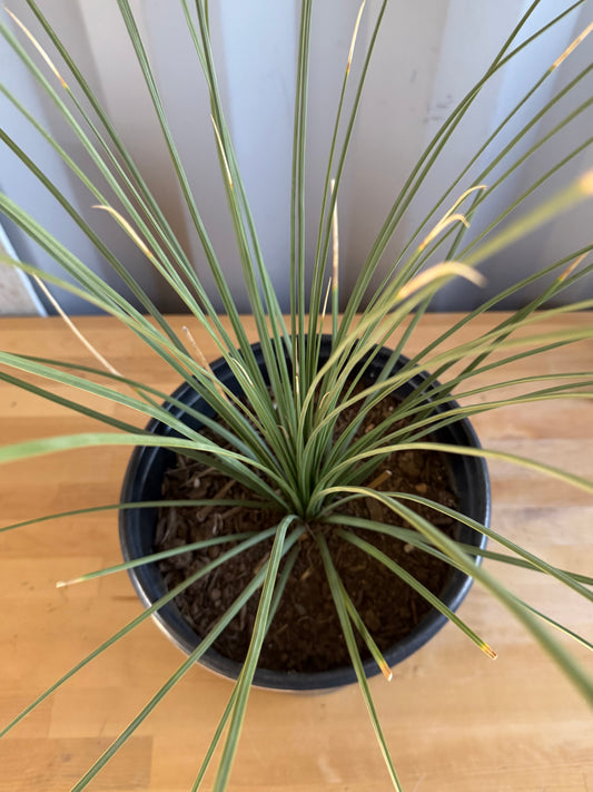 5gal Mexican Grass SH39 | Dasylirion longissimum