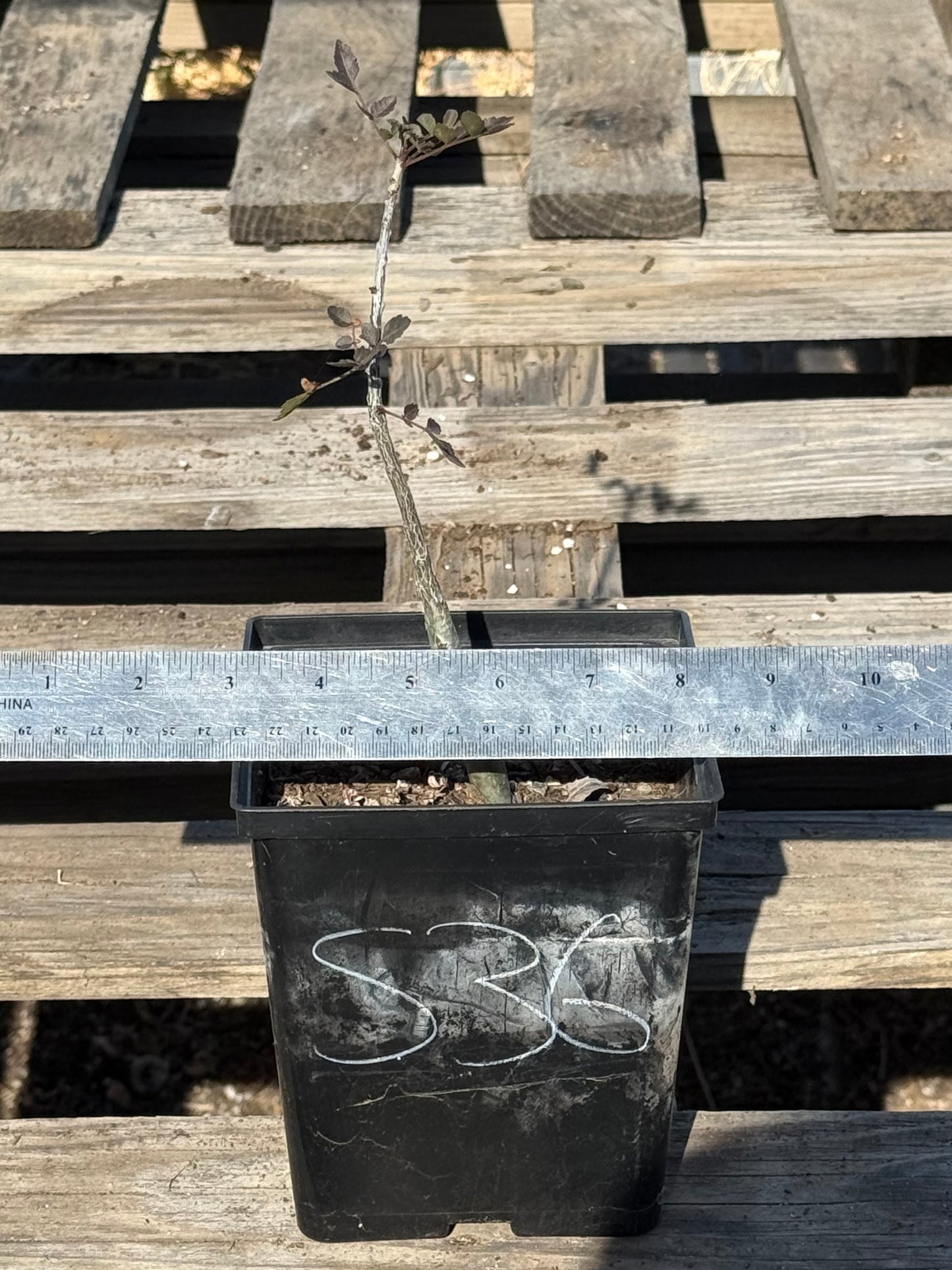 4in. Bursera fagaroides S36