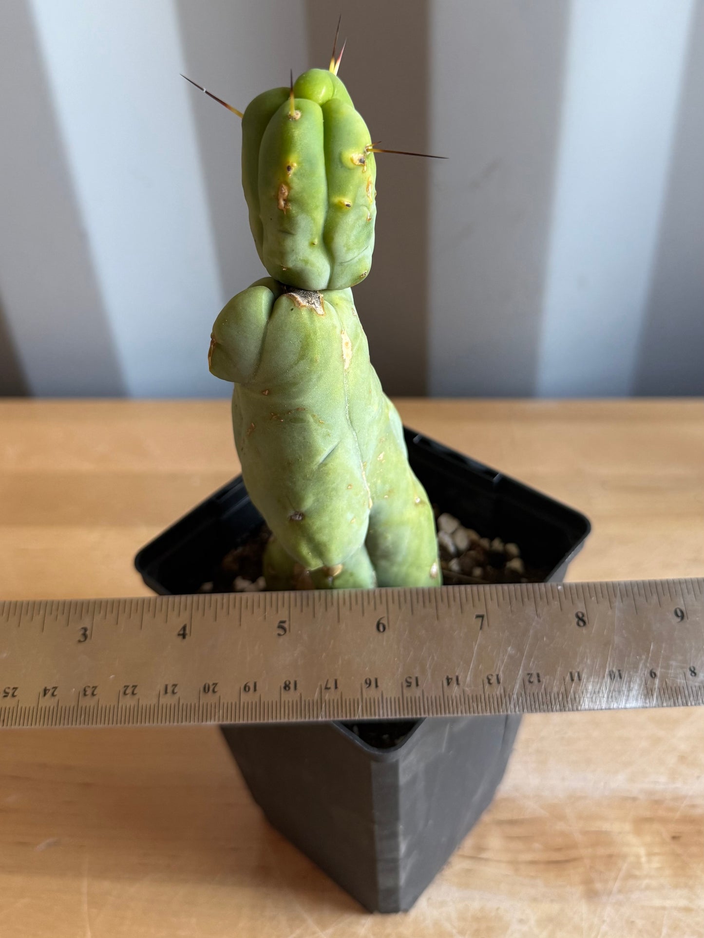 4-inch Monstrose Cactus S54