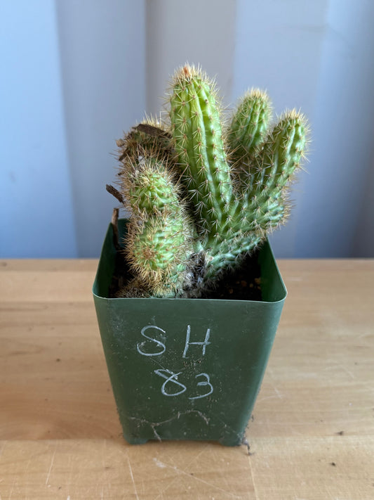 Crested Golden 'Rat Tail' Cactus | Cleistocactus winteri cristata SH83