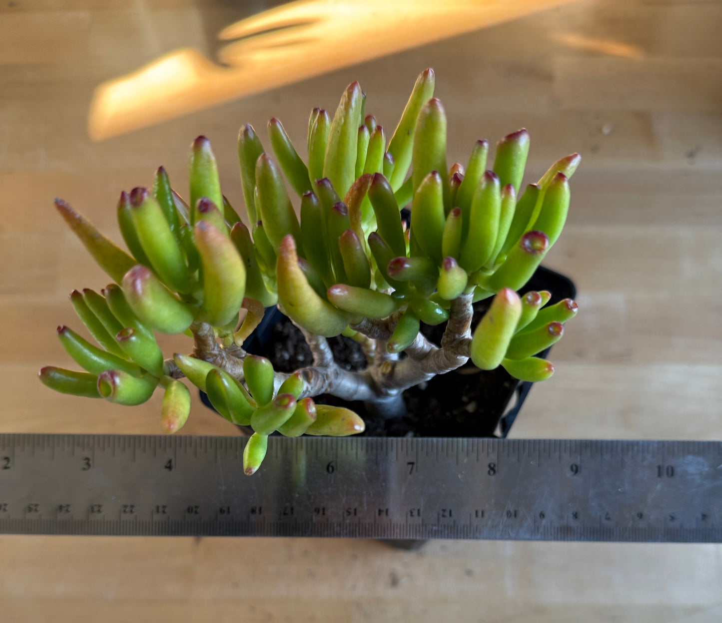'ET Fingers' Jade SH167 | Crassula ovata 'Gollum'