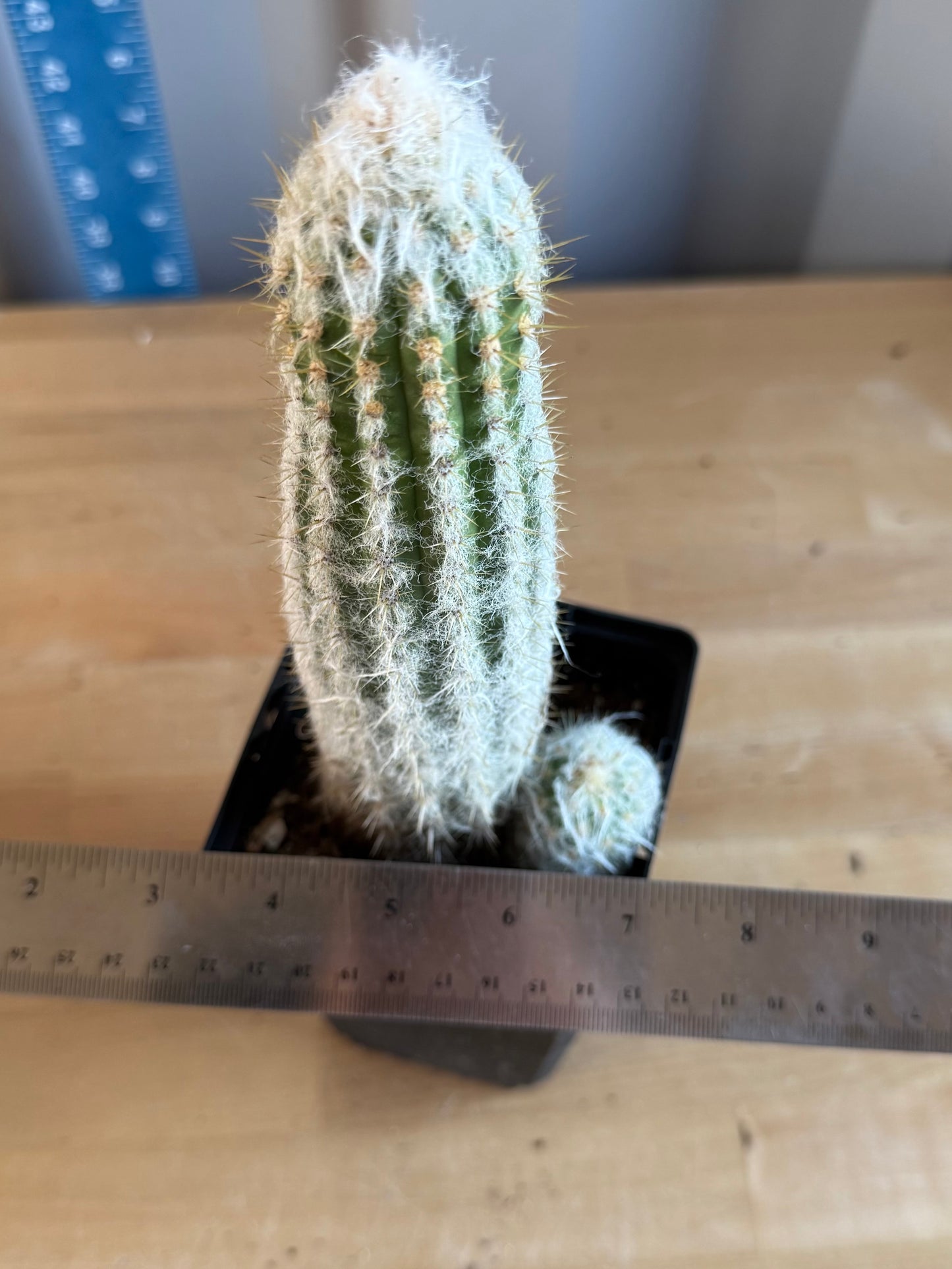 Old Man of the Andes | Oreocereus doelzianus SH137