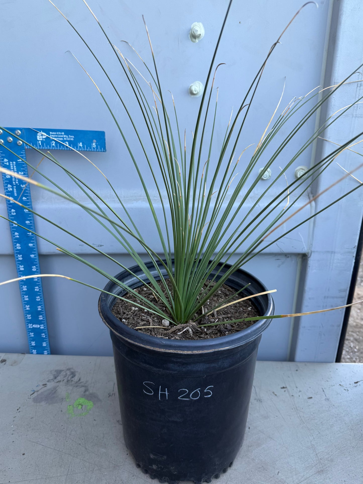 5gal Mexican Grass SH205 | Dasylirion longissimum