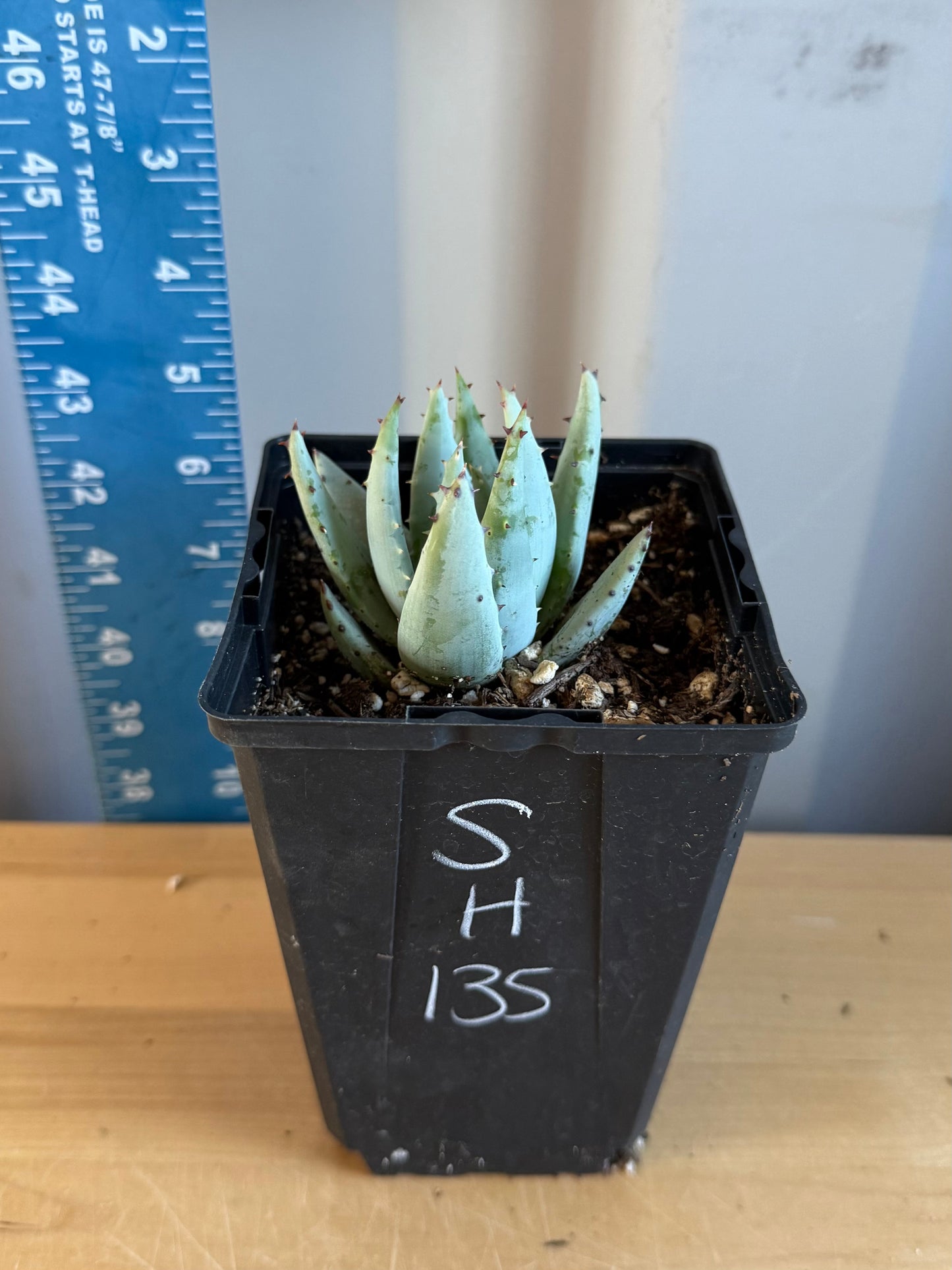 Fez Aloe SH135 | Aloe peglerae