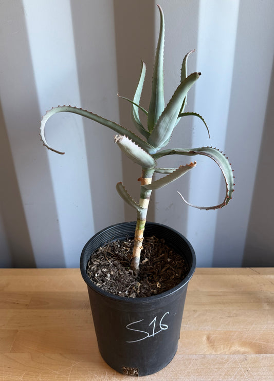 1gal Aloe acutissima S16